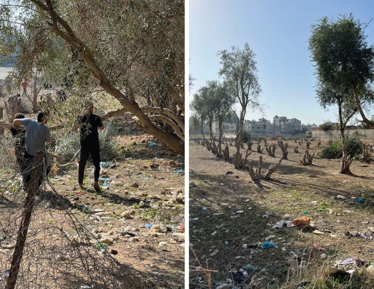 Trees being cut to be used as firewood in Gaza [Photos courtesy of Mohammed Ziara]