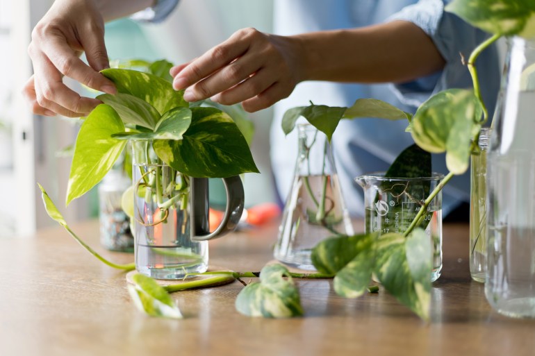 Woman propagating pothos plant from leaf cutting in water. Water propagation for indoor plants.