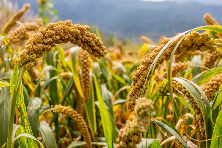 Ripe millet crops in the fields in autumn?China