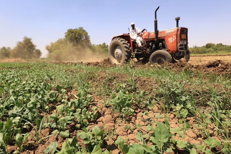 A farmer ploughs a field on his tractor in Shendi, located on the banks of the Nile 190 kilometres (120 miles) from Khartoum, on October 5, 2023. - Sudan is among the countries hardest hit by climate change, and in the some regions, the rise in recorded temperatures is double the world average, according to the UN's Food and Agriculture Organisation. (Photo by AFP)
