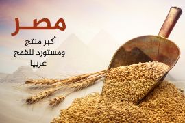 مصر أكبر منتج ومستورد للقمح عربيا