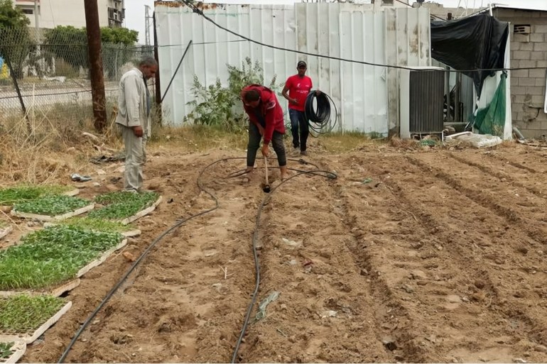 عملية زراعة اشتال الخضروات في غزة