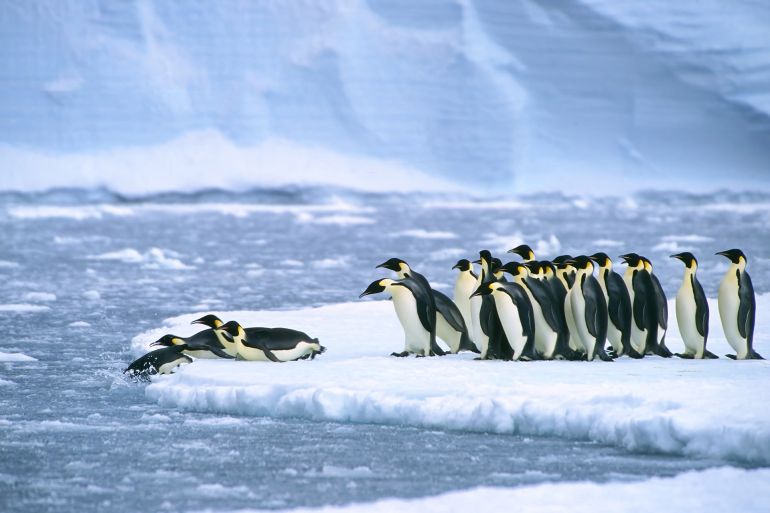 Emperor penguins (Aptenodytes forsteri) diving in the water near the German Neumayer Antarctic station, Atka Bay, Weddell Sea, Antarctica; Shutterstock ID 2005356662; purchase_order: ajanet; job: ; client: ; other: