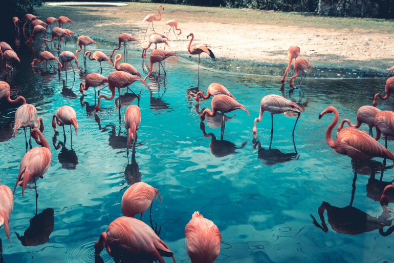 العلماء يحذرون من أنّ هذه الطيور الرمزية ذات البريق الوردي قد يدفعها الأمر إلى الهجرة إلى مستوطنات جديدة بحثا عن الطعام. (أن سبلاش)