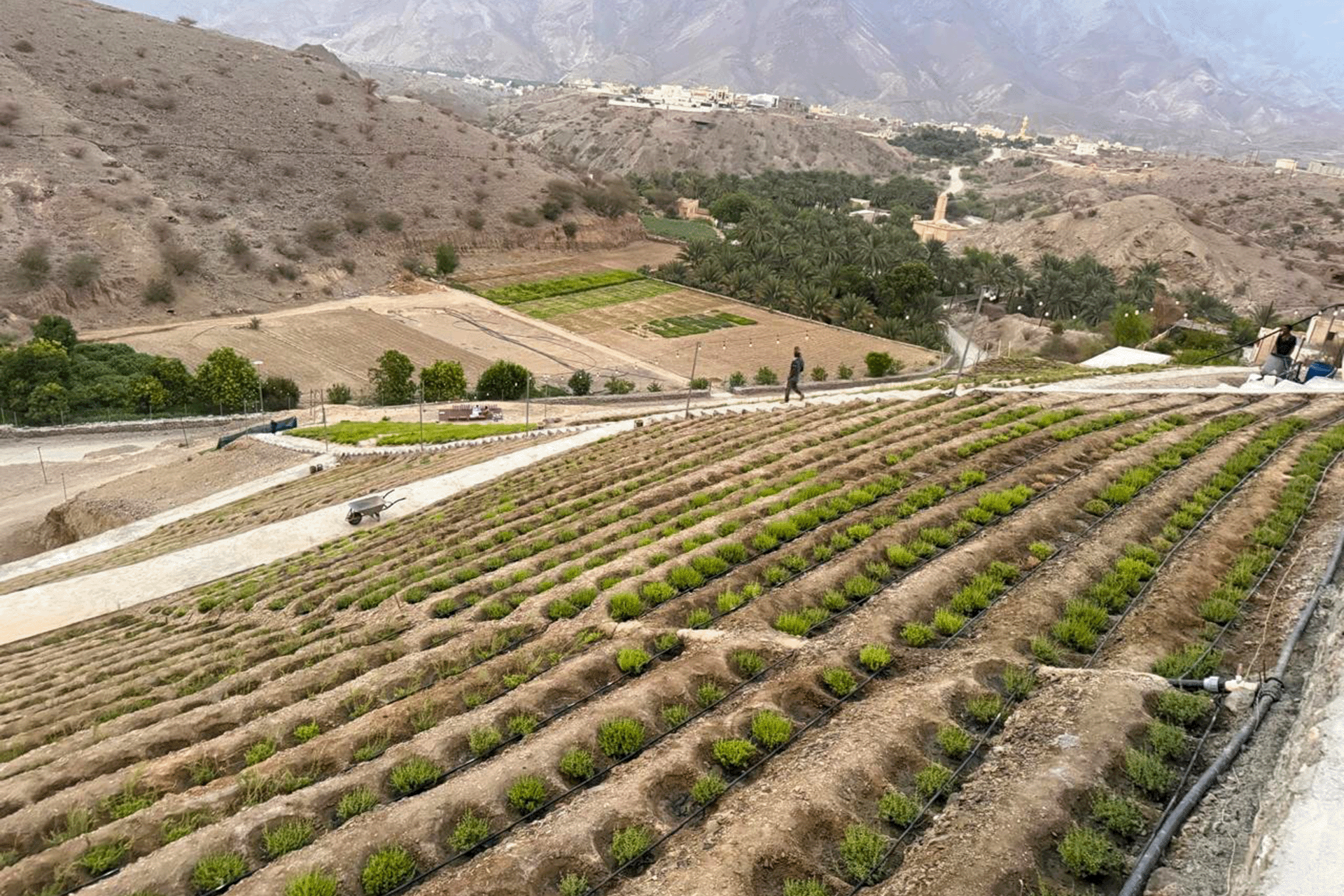 صورة الخبر