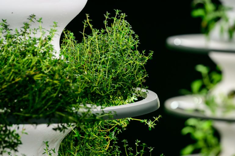 LONDON, ENGLAND - SEPTEMBER 18: Thyme plants are seen growing in a vertical "Farmstand" garden, at the "Future of Food" pop-up shop on September 18, 2023 in London, England. The festival, which runs September 18-24, intends to highlight the dedication to sustainability in food in the Regent Street and St James's area, and celebrate central London's restaurant scene. (Photo by Leon Neal/Getty Images)