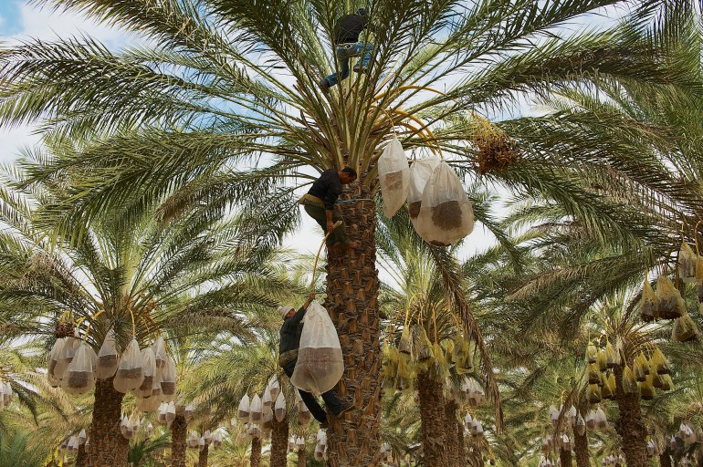تقرير التمر المشترك - التمور في تونس -El Goula, Tunisia - December 01, 2011: Unidentified farmers harvest dates at the plantation in El Goula, Tunisia.; Shutterstock ID 1162596757; Department: AJA net