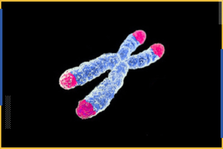 صورة التيلوميرز في نهايات الكروموسوم باللون الزهري