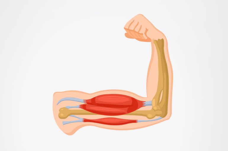 العضلات عضلات قوة ذراع عضلة